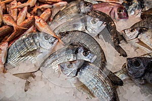 Striped bream fishes on ice for sale.