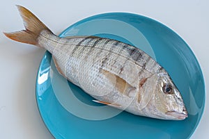 Striped bream or sand steenbras, murmurs on blue plate