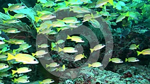 Striped bright yellow lucian fish underwater on background of seabed Maldives.