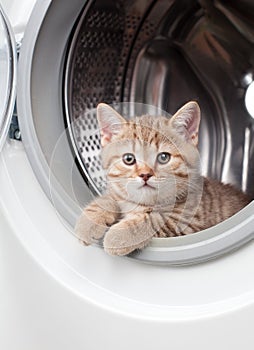 Striped british kitten inside laundry washer