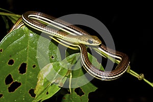 Striped Bronzeback (Dendrelaphis caudolineatus) in natural habitat