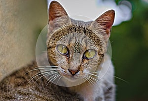 Striped brown cat, eyes directly on camera, direct look, eyes, green, leaf, background, narrow pupils, portrait, hair, details 2