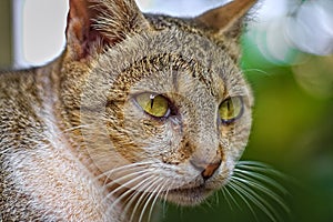 Striped brown cat, eyes, lateral view, green, leaf, background, narrow pupils, portrait, hair