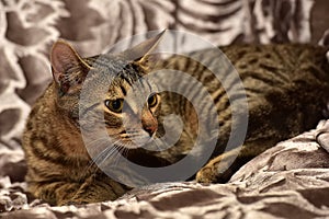 striped brown cat on the sofa