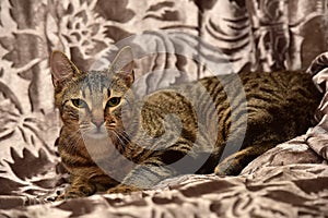 striped brown cat on the sofa