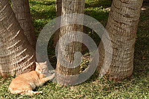 Striped brown cat sunbathing under some palm trees in a garden
