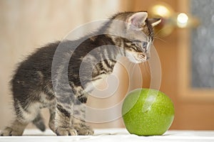 Striped brown kitten and green apple