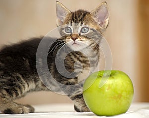Striped brown kitten and green apple