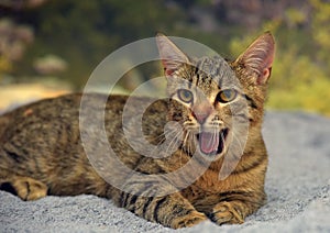 Striped brown shorthair young cat yawns