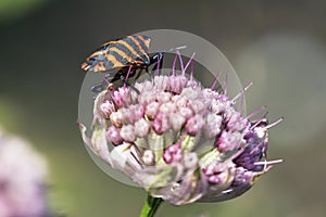 Striped bug on flower