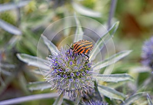 Striped bug Graphosoma lineatum insect on a thistle