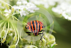 Striped bug  Graphosoma lineatum