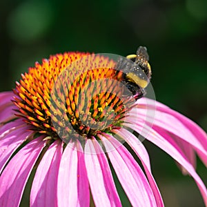 Striped bumble bee on purple coneflower is collecting pollen. Macro photo