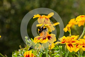 A striped bumblebee sits on a flower collecting nectar.