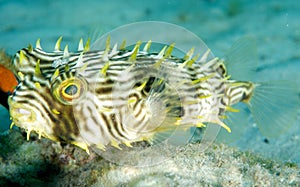 Striped Burrfish
