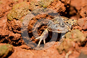 Striped Burrowing frog