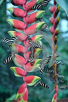 Striped butterflies on a flower