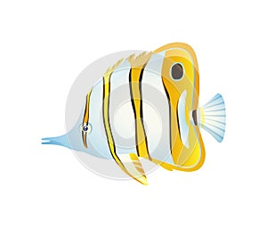 Striped Butterfly Fish with Thin Body Color Card