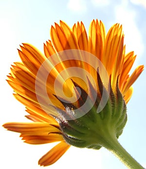 Striped calendula