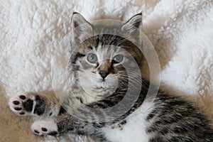 Striped Calico Kitten photo