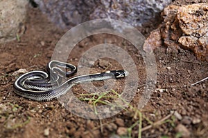 Striped California Kingsnake Lampropeltis californiae on the crawl in the dirt photo