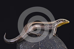 Striped Canary skink (Chalcides sexlineatus bistriatus)