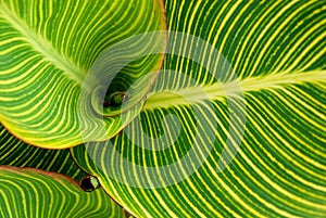 Striped Cannaceae (Canna) leaves