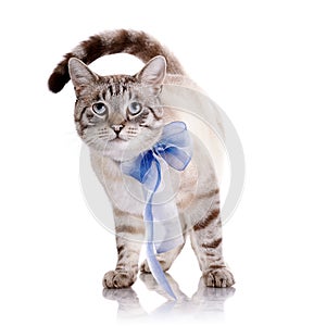 Striped cat with a blue bow.