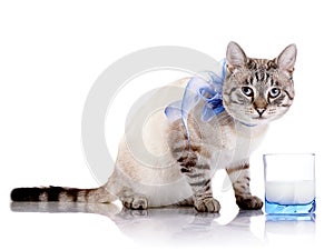 Striped cat with a blue bow and a glass of milk.