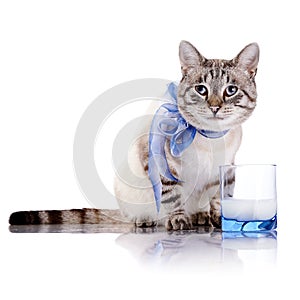 Striped cat with a blue bow and a glass of milk.