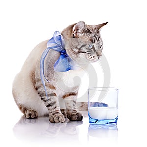 Striped cat with a blue bow and a glass of milk.