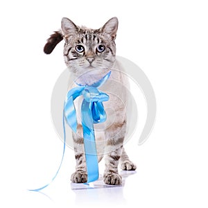 Striped cat with a blue tape.