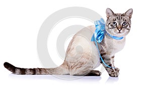 Striped cat with a blue tape.