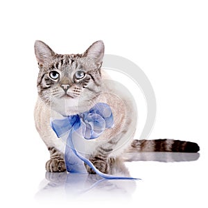 Striped cat with a blue tape.