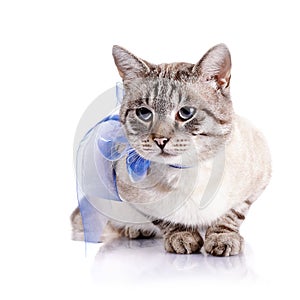 Striped cat with a blue tape.