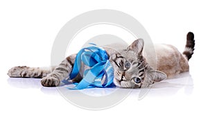 The striped cat with bow lies on a white background.