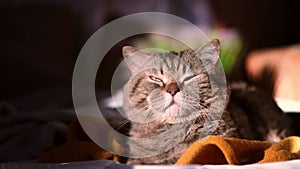 A striped cat of breed British shorthair chocolate spot basks in the bright sun