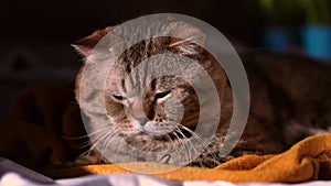 Striped cat breed British shorthair chocolate stain looking on toy on the sofa and scowls from the bright sun