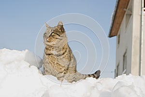 Striped cat climbed on a heap of snow