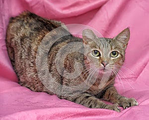 striped cat with a clipped ear