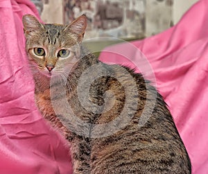 striped cat with a clipped ear