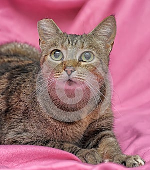 striped cat with a clipped ear