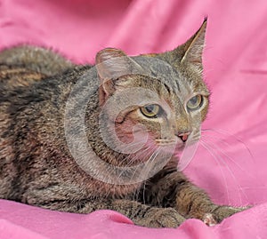 striped cat with a clipped ear