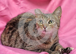 striped cat with a clipped ear