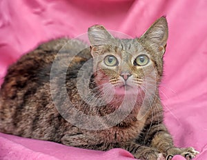 striped cat with a clipped ear