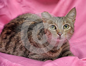 striped cat with a clipped ear