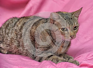 striped cat with a clipped ear