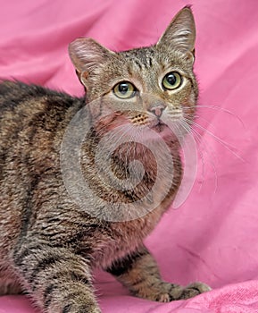 striped cat with a clipped ear