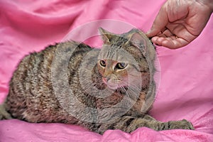 striped cat with a clipped ear