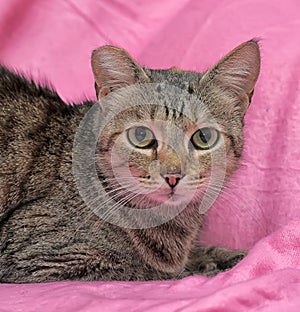 striped cat with a clipped ear